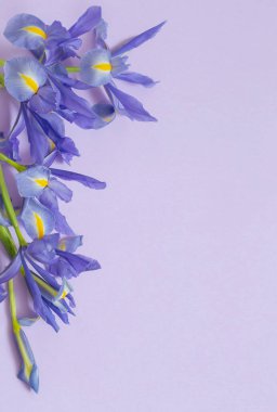 Mor kağıt arkaplanda mavi irisler