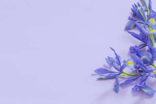 Iris Azules Sobre Fondo Papel Púrpura — Foto de Stock
