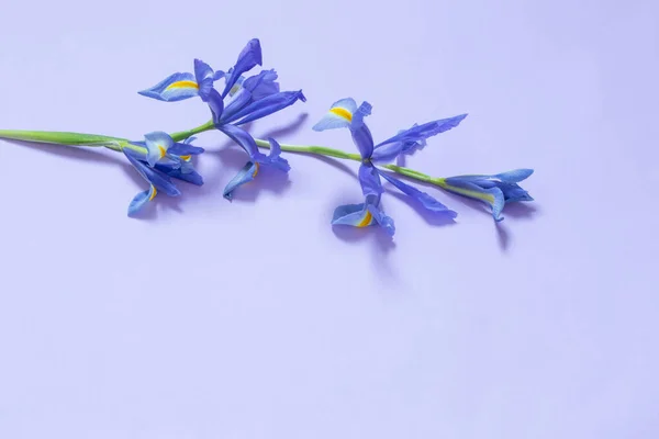 Modré Duhovky Fialovém Papíře Pozadí — Stock fotografie