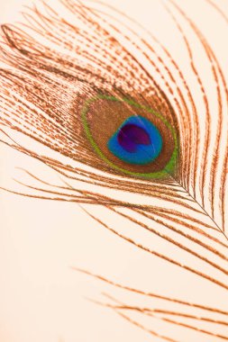 Pastel renkli kağıt arka planda tavuskuşu tüyü