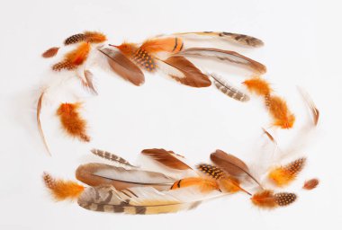 beautiful bird feather on white background