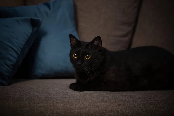 Μαύρη Γάτα Στον Καναπέ Νύχτα — Φωτογραφία Αρχείου