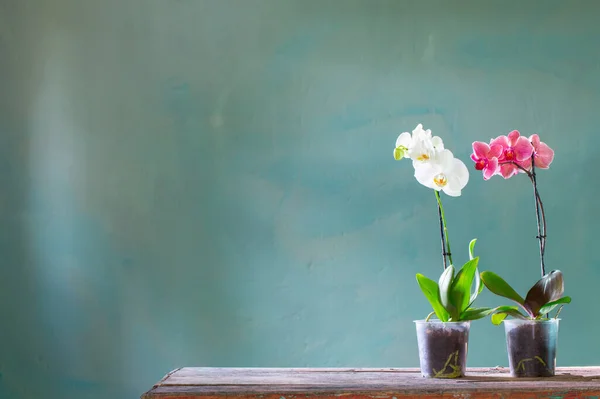 Flores Orchid Potenciômetro Tabela Madeira Velha — Fotografia de Stock