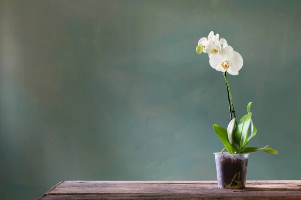 Orchid Flowers Pot Old Wooden Table — Stock Photo, Image