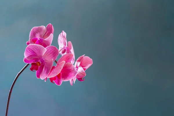 Lindas Flores Orquídea Fundo Azul — Fotografia de Stock