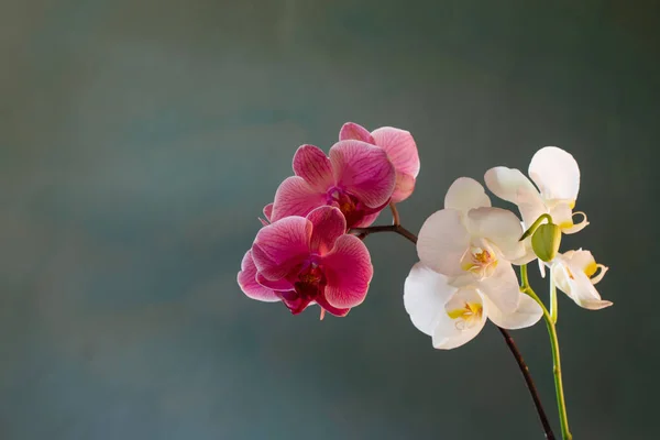 Belas Flores Orquídea Fundo Verde — Fotografia de Stock