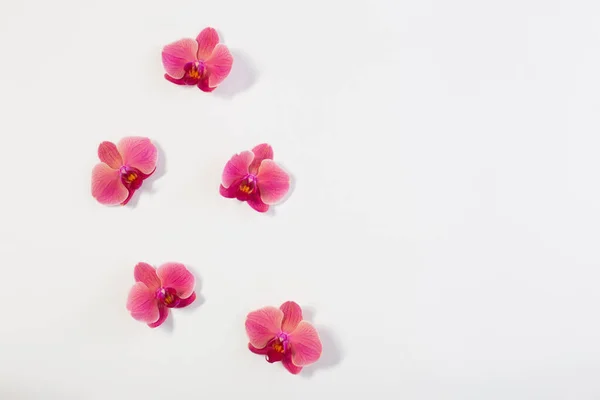 白地に蘭の花 — ストック写真