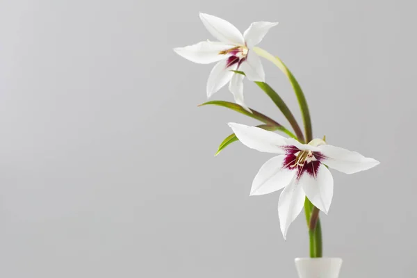 白い背景に白いエキゾチックな花 — ストック写真