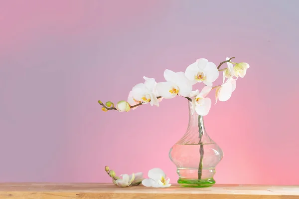 Bílá Orchidej Vinobraní Skleněná Váza Dřevěné Polici Pozadí Zdi — Stock fotografie