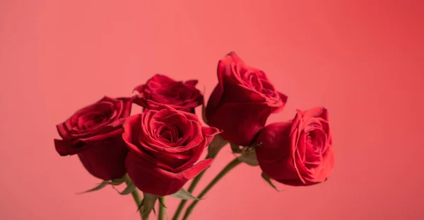 Rosas Vermelhas Fundo Vermelho Fechar — Fotografia de Stock