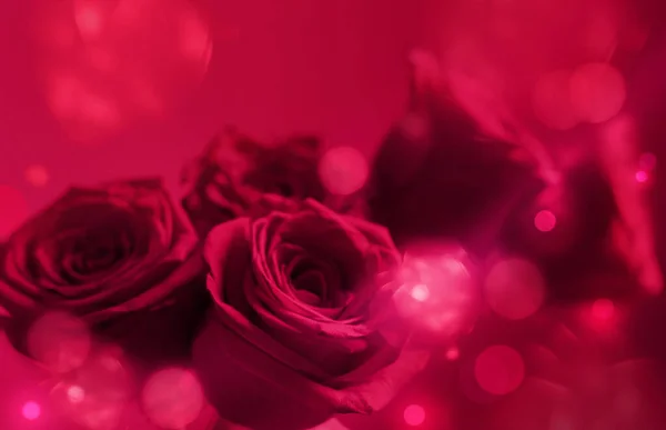 紫色背景的粉红玫瑰特写 2023年的色彩 — 图库照片
