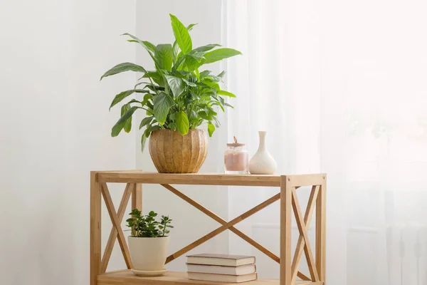 white home interior with houseplants on wooden shelf