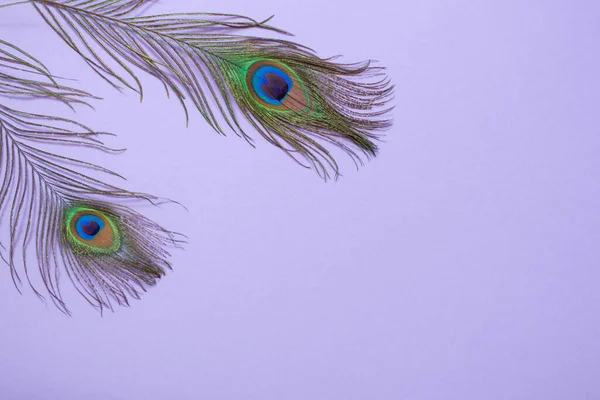 紫色の紙の背景に孔雀の羽 — ストック写真