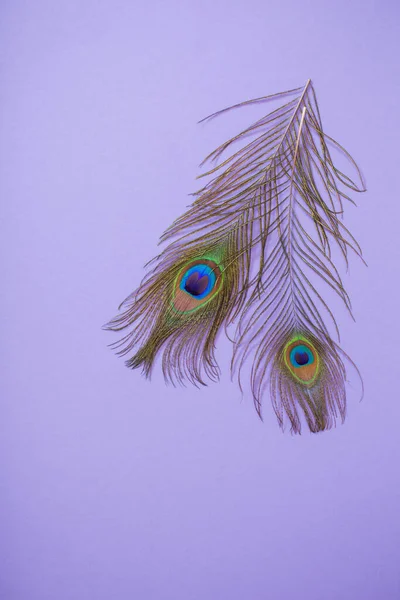 紫色背景的孔雀毛 — 图库照片