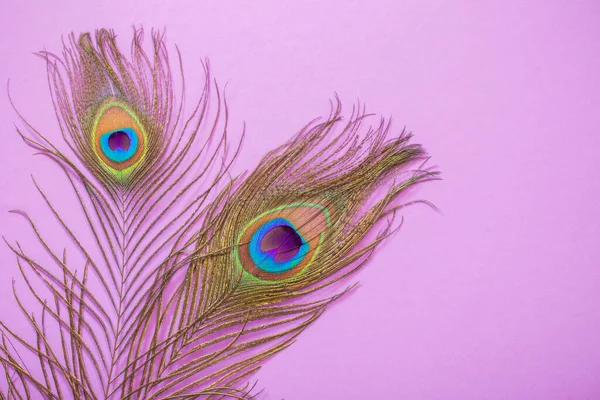 粉红背景的孔雀羽毛 — 图库照片