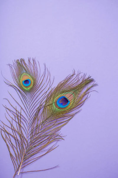 紫色背景的孔雀毛 — 图库照片