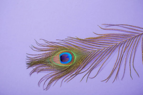 紫色の紙の背景に孔雀の羽 — ストック写真
