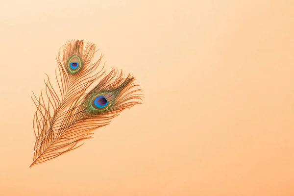 stock image peacock feather on pastel color paper background  background