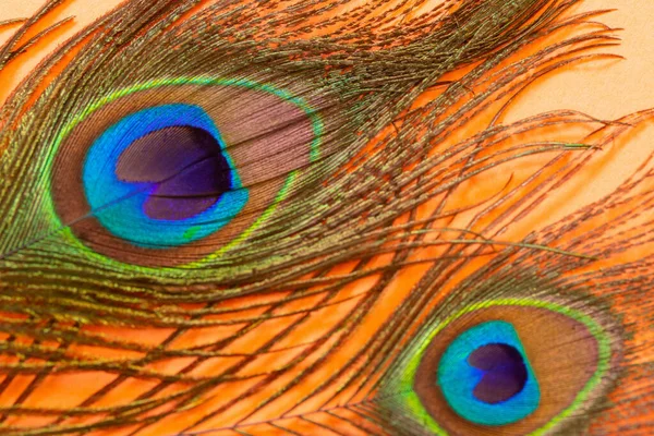 彩色纸背景上的孔雀羽毛 — 图库照片