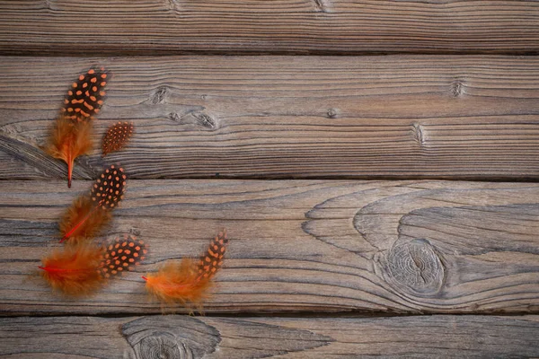 旧木制底座上的橙色羽毛 — 图库照片