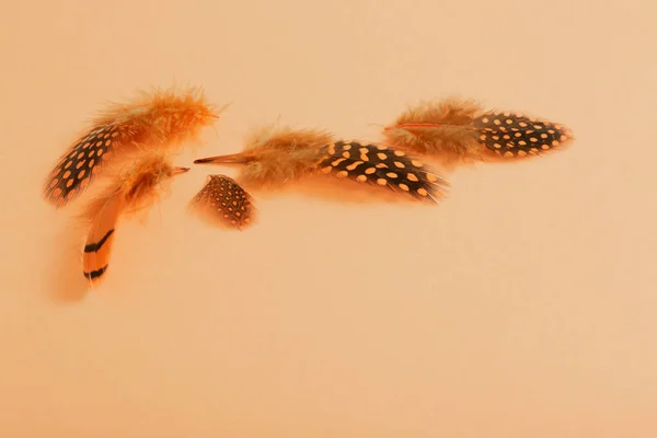 オレンジの背景に美しい鳥の羽 — ストック写真