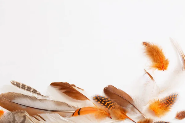 Красивое Птичье Перо Белом Фоне — стоковое фото