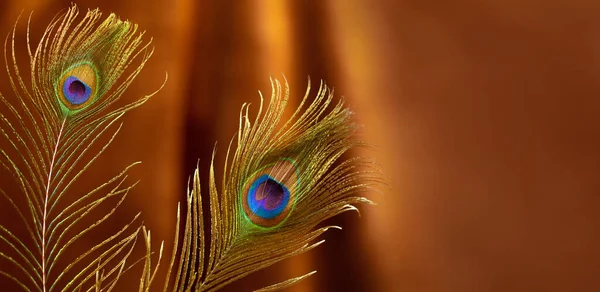 Peacock Feather Background Velvet — Stock Photo, Image