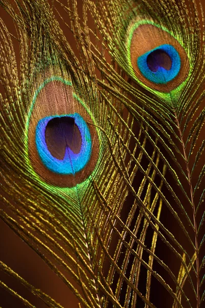 ベルベットを背景にした孔雀の羽 — ストック写真