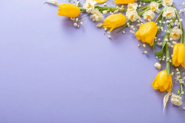 Tulipanes Amarillos Sobre Fondo Papel Morado — Foto de Stock