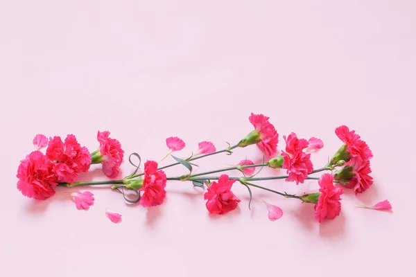 Flores Cravo Rosa Fundo Rosa — Fotografia de Stock