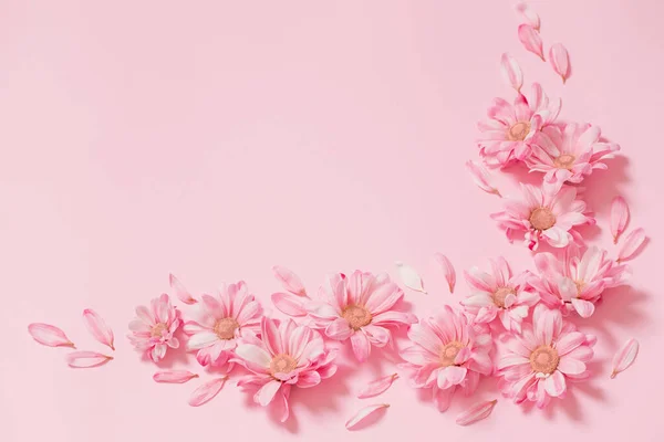 ピンクと白の菊ピンクの背景 — ストック写真