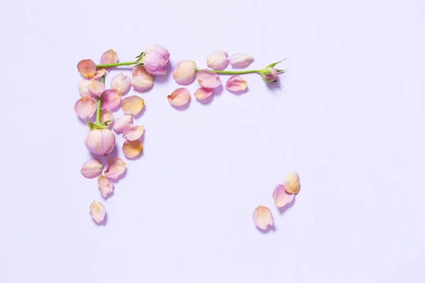 紫色の紙の背景に花弁が立ち — ストック写真
