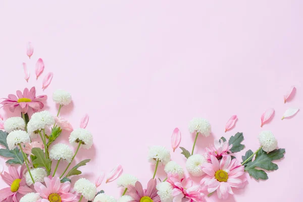 Розовый Белый Хризантемы Розовом Фоне — стоковое фото