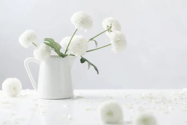 白い背景に白い菊 — ストック写真