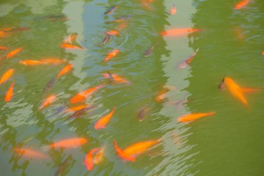 Japon bahçesinde Japon balıklı yeşil gölet