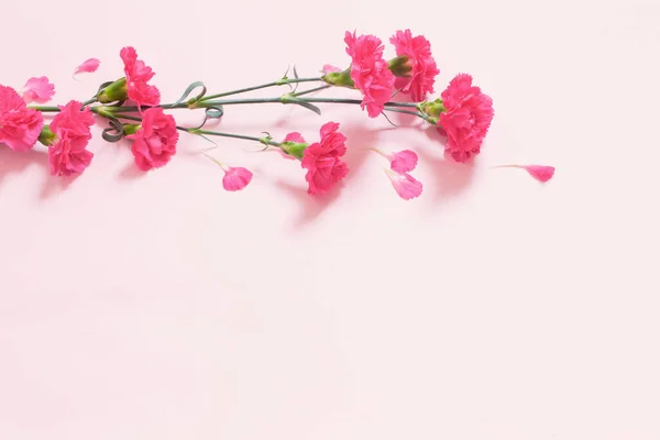 Розовые Гвоздичные Цветы Розовом Фоне — стоковое фото