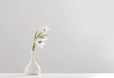 Beyaz arkaplanda beyaz vazoda Gladiolus Muriel ya da asidanthera