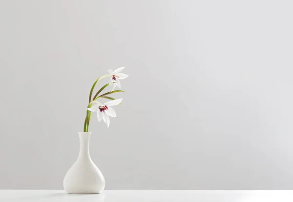 Gladiolus Muriel Vagy Acidanthera Fehér Vázában Fehér Alapon — Stock Fotó