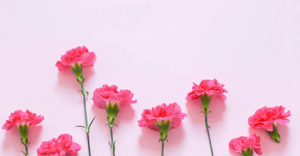 Flores Clavel Rosa Sobre Fondo Rosa — Foto de Stock