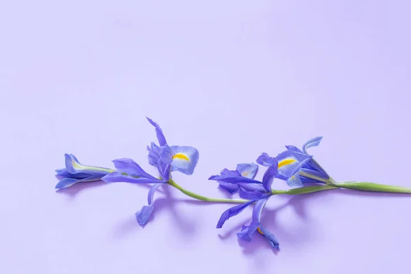 Iridi Blu Sfondo Carta Viola — Foto Stock
