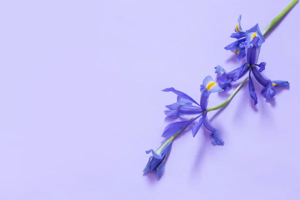 Blauwe Irissen Paars Papier Achtergrond — Stockfoto