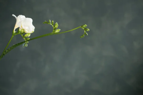 緑の背景に白いフリージア — ストック写真