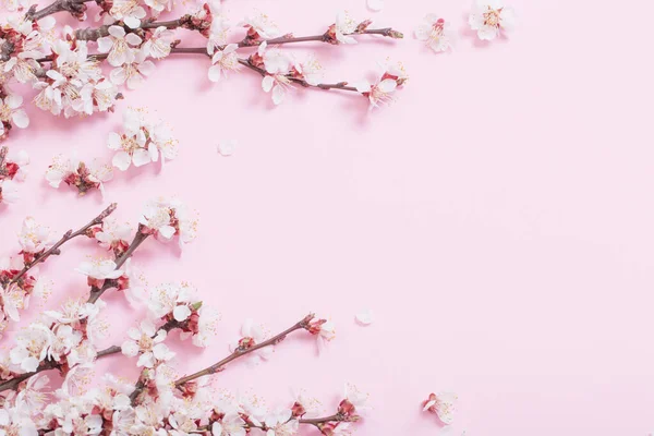 Fleurs Cerisier Sur Fond Papier Rose — Photo