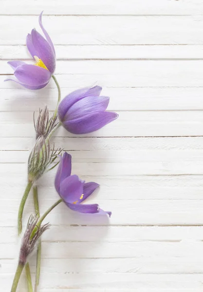 Fialové Jarní Květiny Bílém Dřevěném Pozadí — Stock fotografie