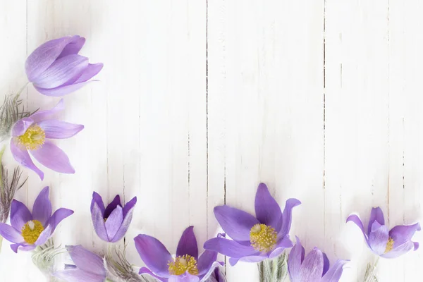 Purple Spring Flowers White Wooden Background — Stock Photo, Image