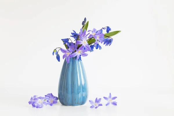 Kék Lila Hóvirág Kék Váza Fehér Háttér — Stock Fotó
