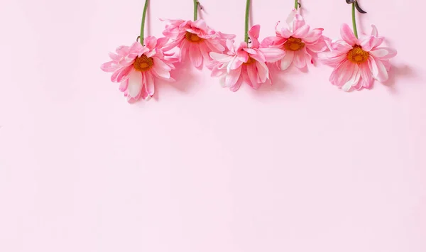Розовые Хризантемы Розовом Фоне — стоковое фото