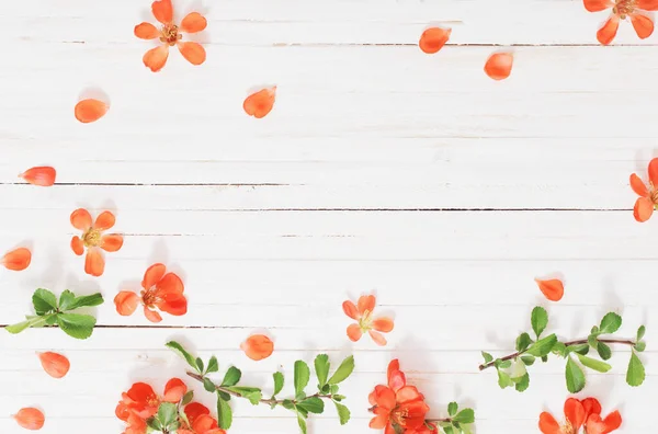 白い木の背景にオレンジの春の花 — ストック写真