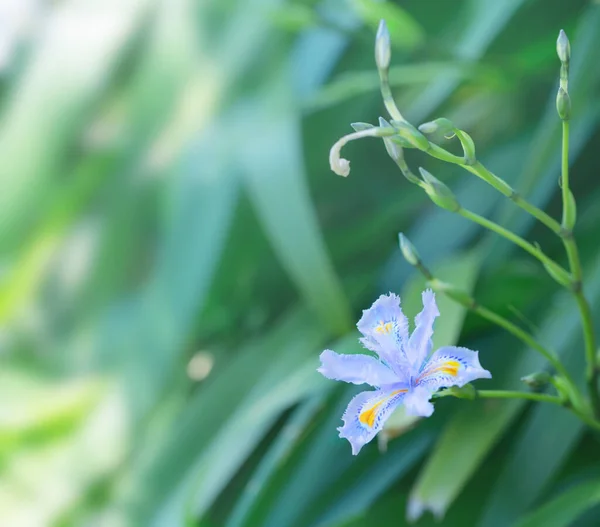 Blauwe Iris Lente Zonnige Tuin — Stockfoto
