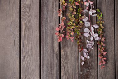 Eski ahşap arka planda böğürtlen dalları